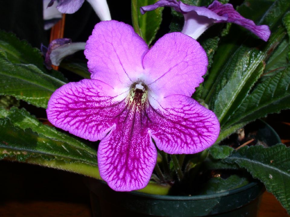Gesneriaceae Streptocarpus 