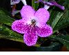 image of Streptocarpus 