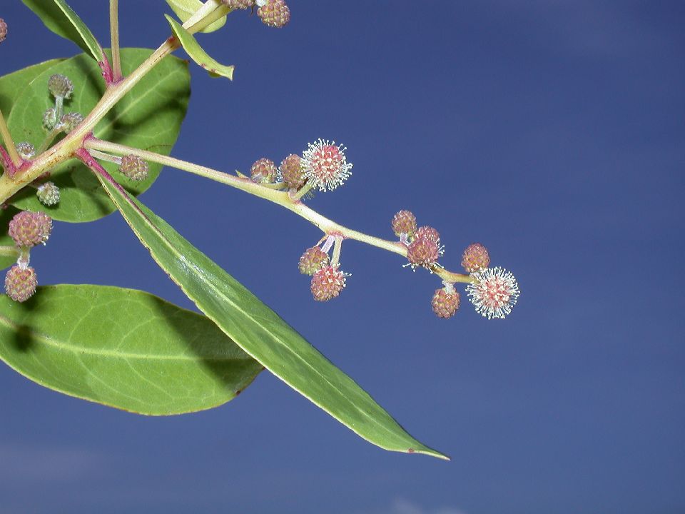 Combretaceae Conocarpus erectus