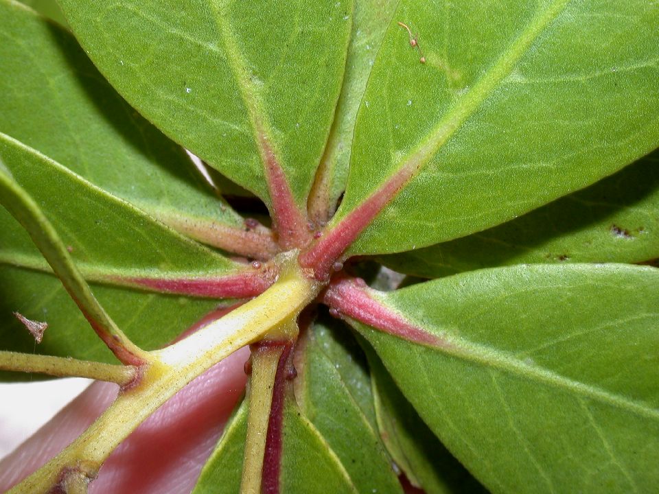 Combretaceae Conocarpus erectus