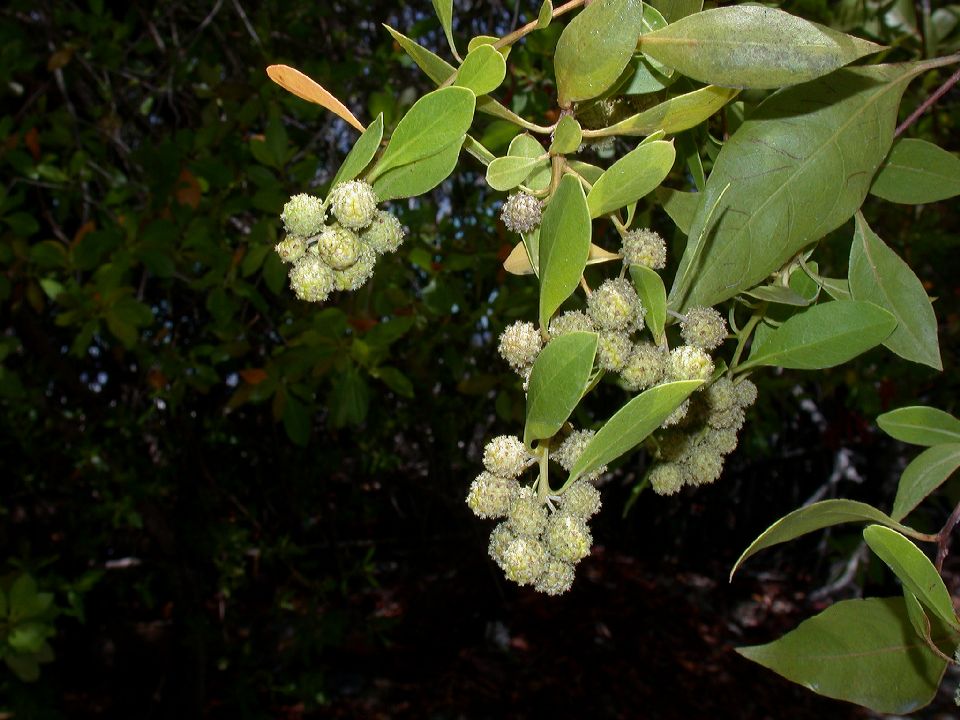 Combretaceae Conocarpus erectus