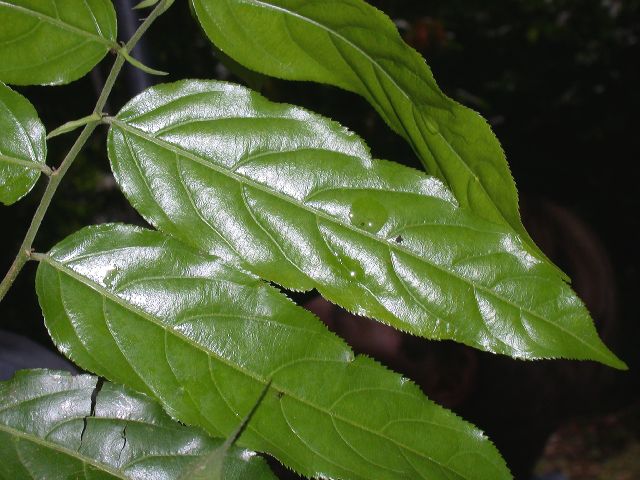 Salicaceae Casearia arborea