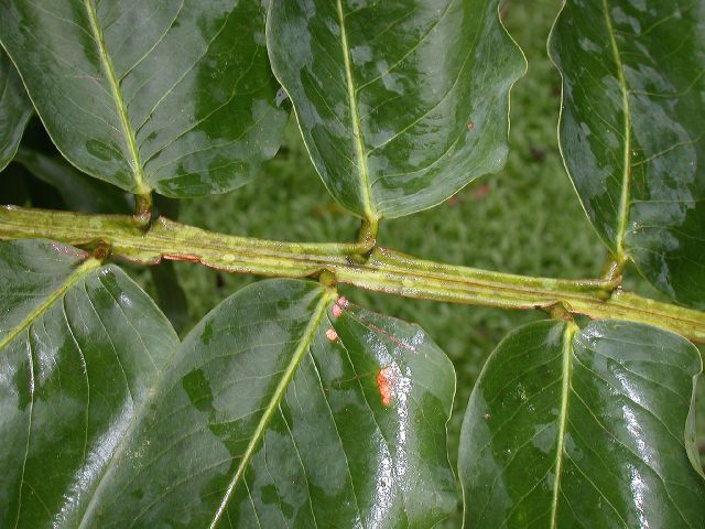 Fabaceae Dipteryx 