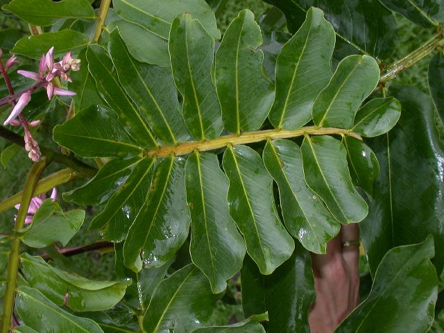 Fabaceae Dipteryx 