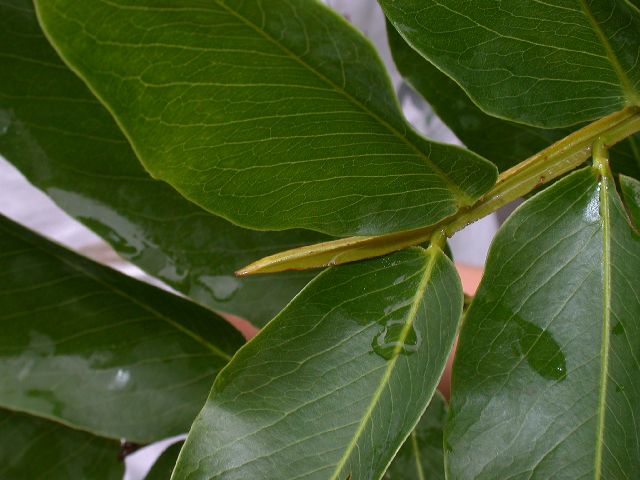 Fabaceae Dipteryx 