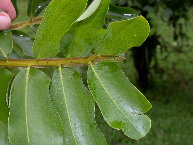 Fabaceae Dipteryx 