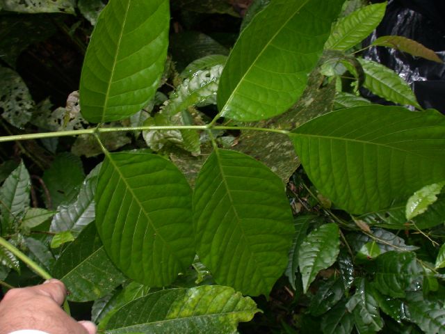 Burseraceae Protium 