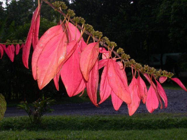 Rubiaceae Warszewiczia 