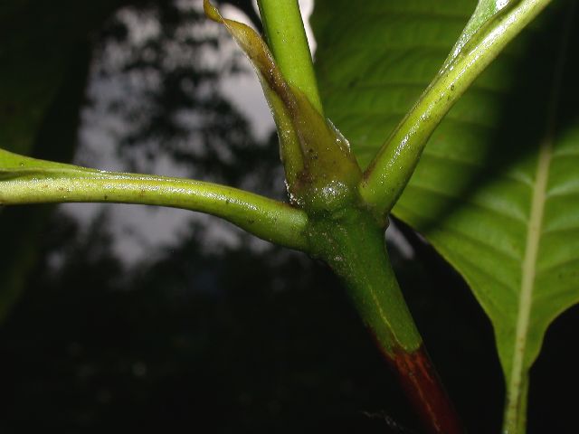 Rubiaceae Warszewiczia 