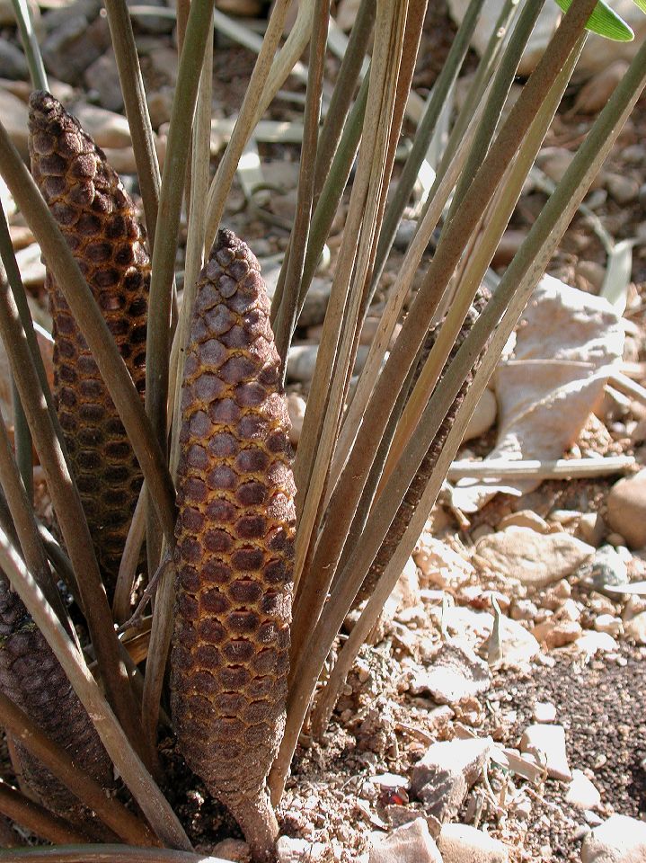 Zamiaceae Zamia pumila