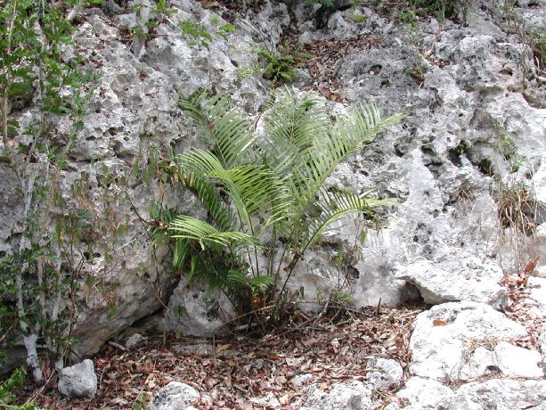 Zamiaceae Zamia pumila