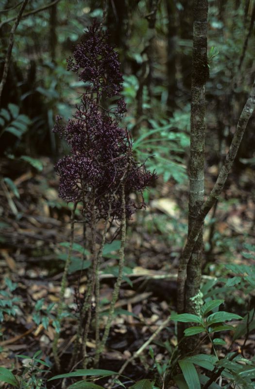 Podocarpaceae Parasitaxus usta