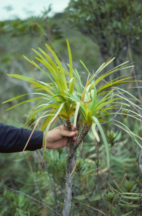 Asparagaceae Lomandra insularis