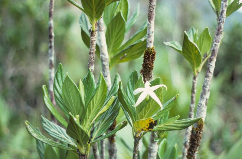 Rubiaceae Atractocarpus 