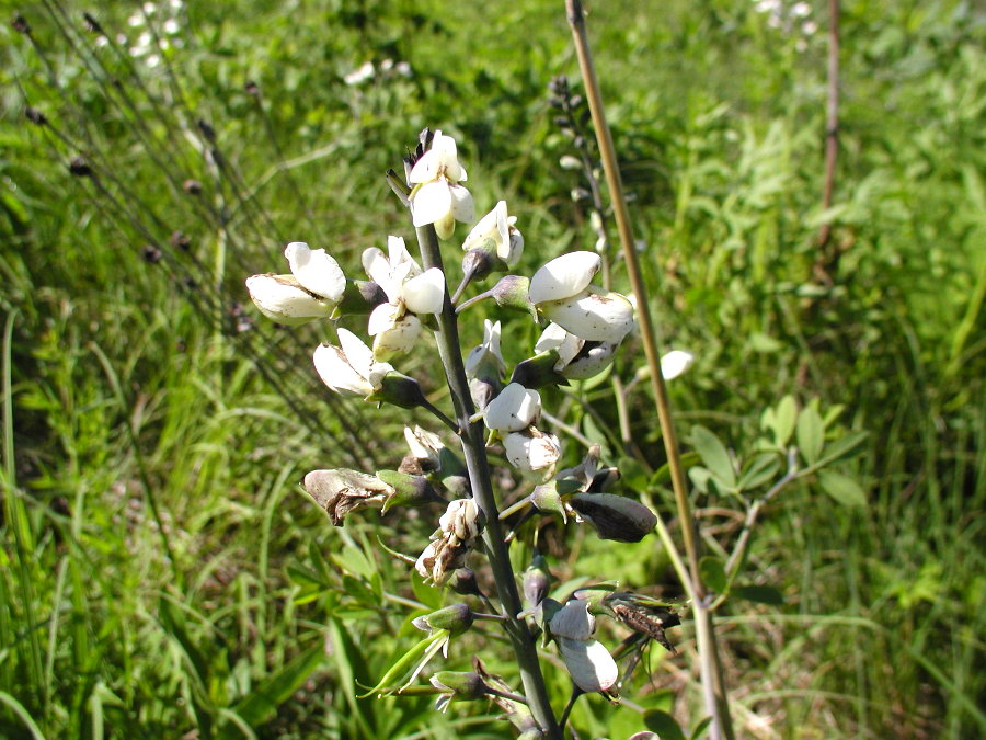 Fabaceae Baptisia lactea