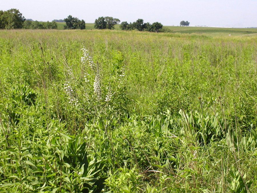 Fabaceae Baptisia lactea