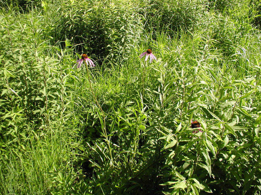 Asteraceae Echinacea pallida