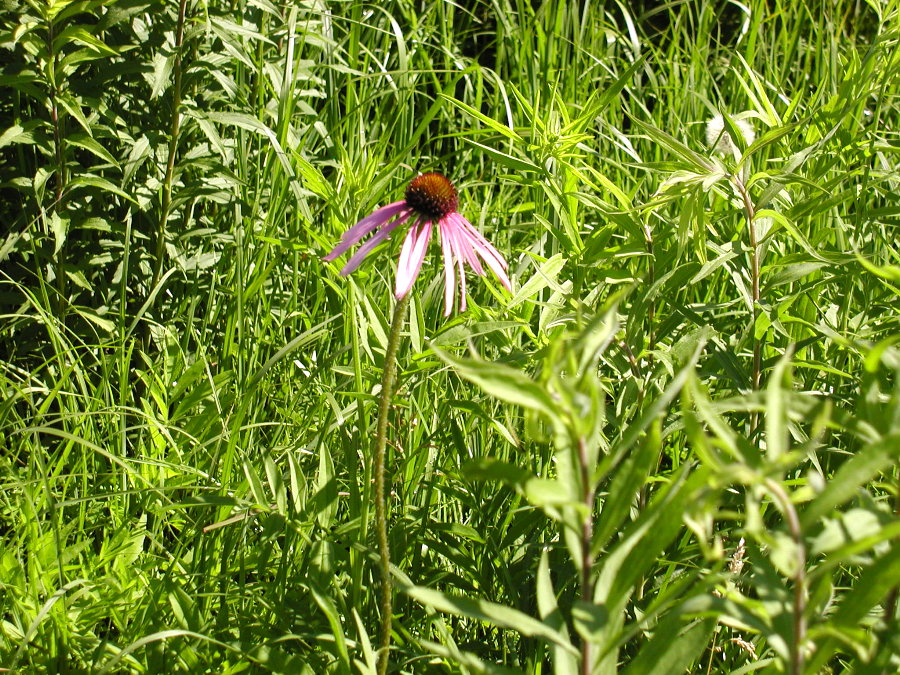 Asteraceae Echinacea pallida