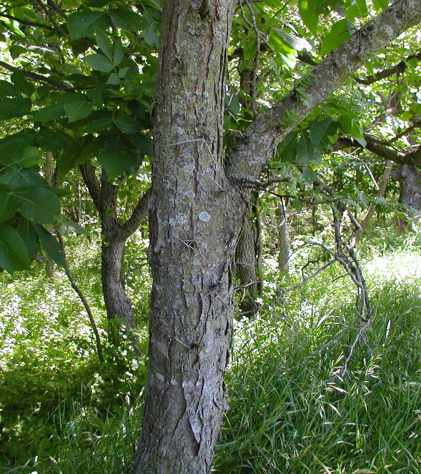 Fabaceae Gleditsia triacanthos