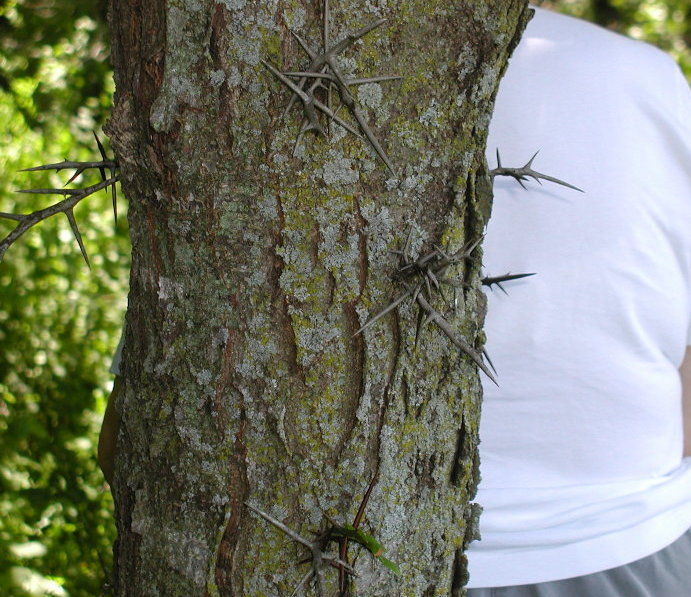 Fabaceae Gleditsia triacanthos