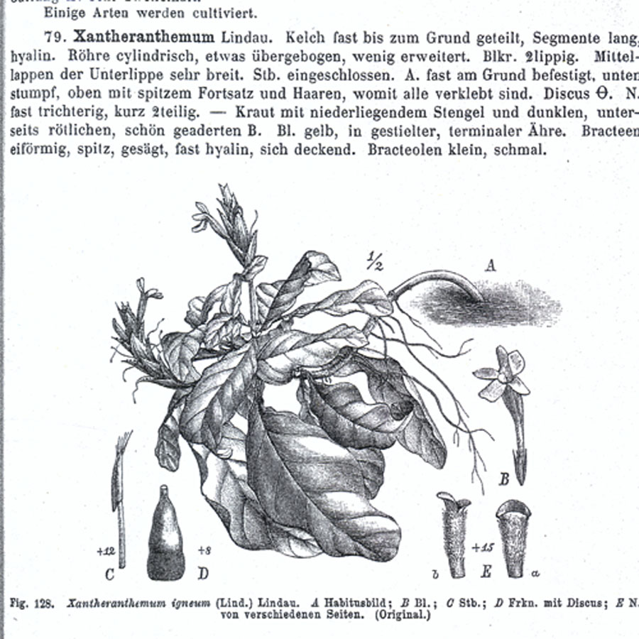 Acanthaceae Xantheranthemum igneum