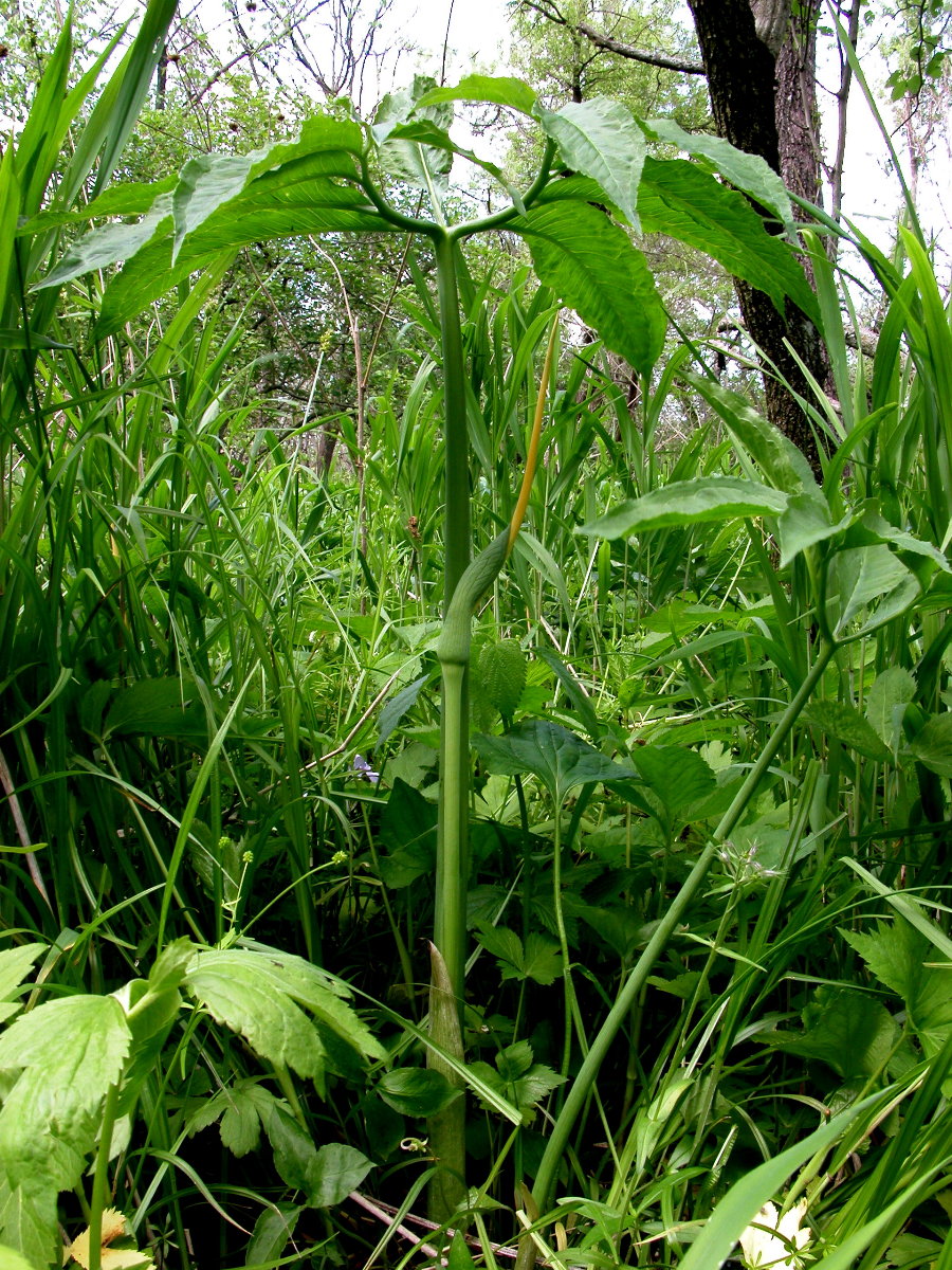 Araceae Arisaema dracontium