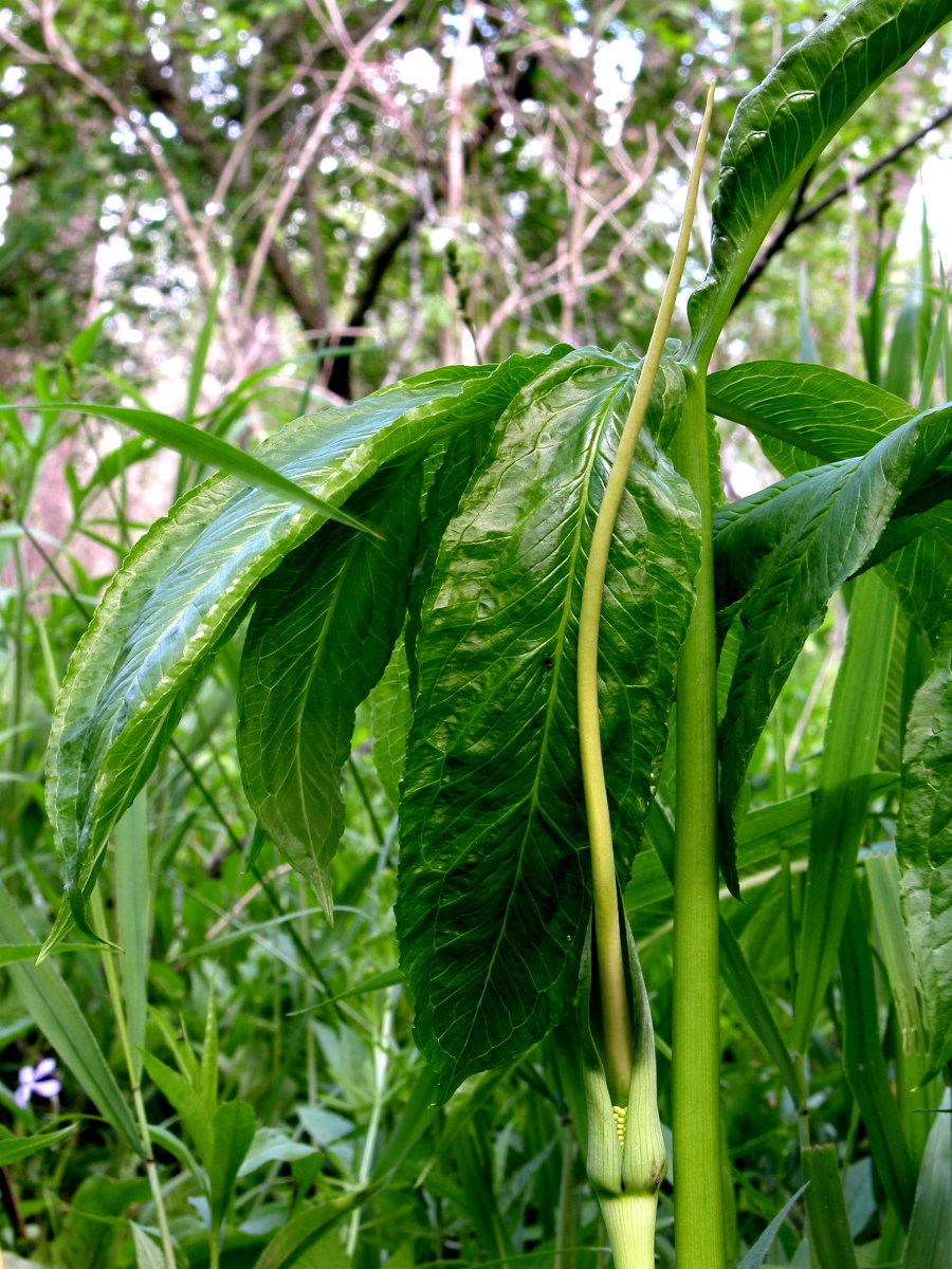Araceae Arisaema dracontium