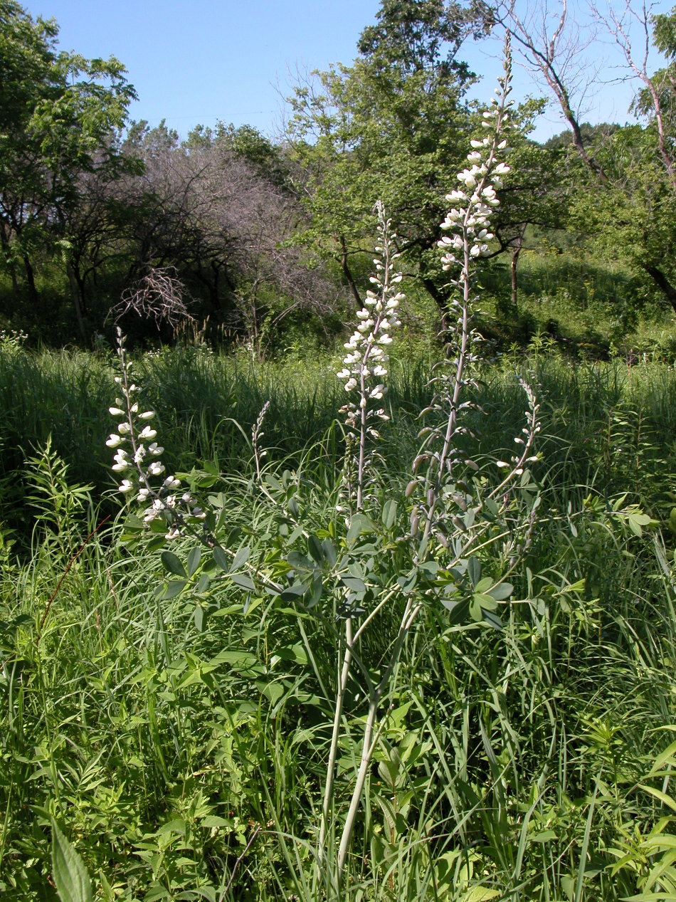 Fabaceae Baptisia lactea