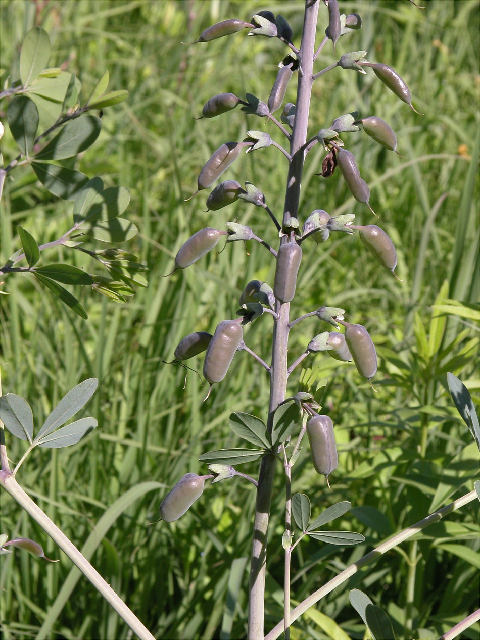 Fabaceae Baptisia lactea