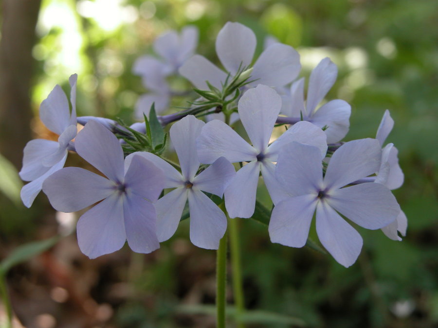 Polemoniaceae Phlox divaricata