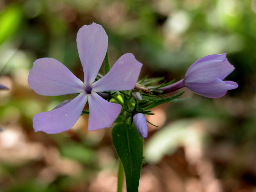 Polemoniaceae Phlox divaricata