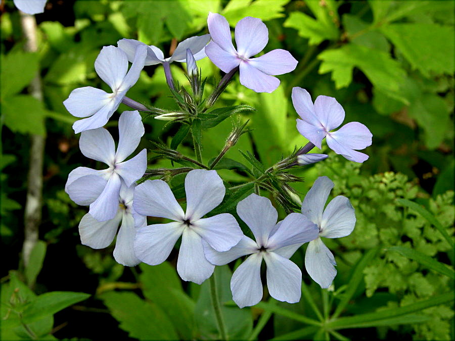 Polemoniaceae Phlox divaricata