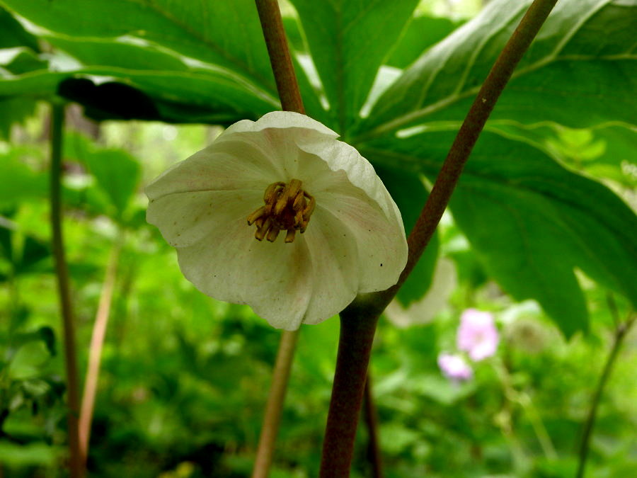 Berberidaceae Podophyllum peltatum