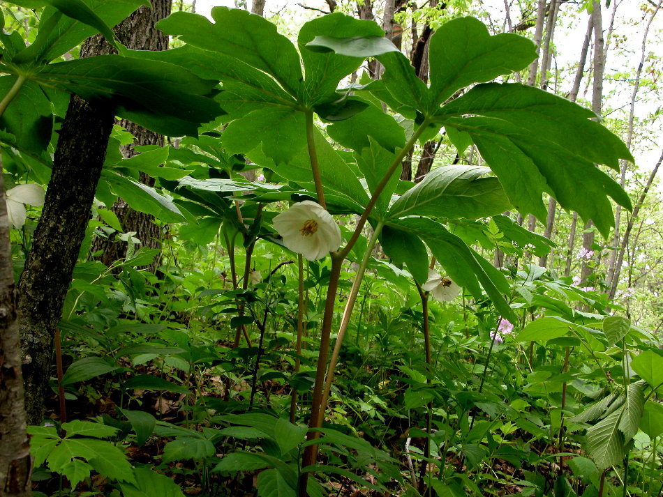 Berberidaceae Podophyllum peltatum