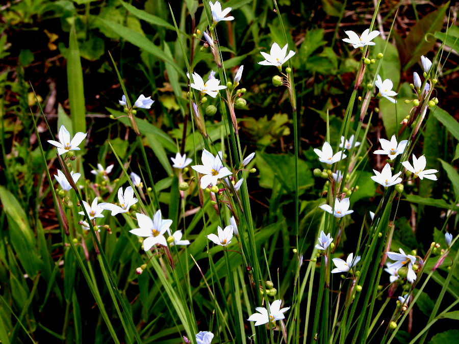 Iridaceae Sisyrinchium campestre