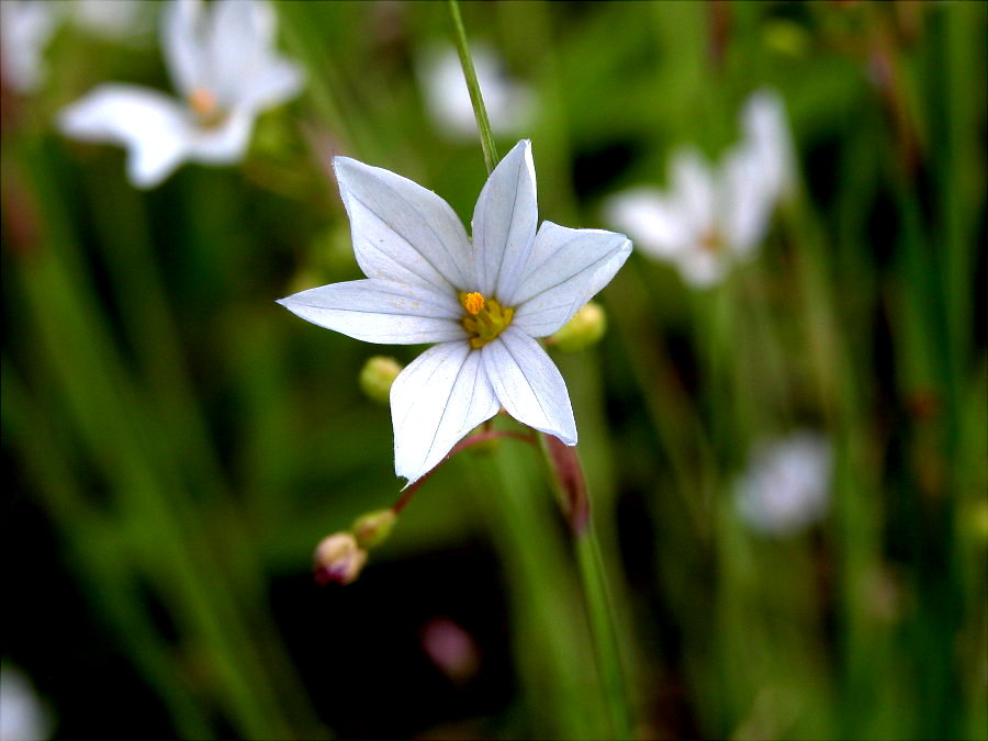 Iridaceae Sisyrinchium campestre