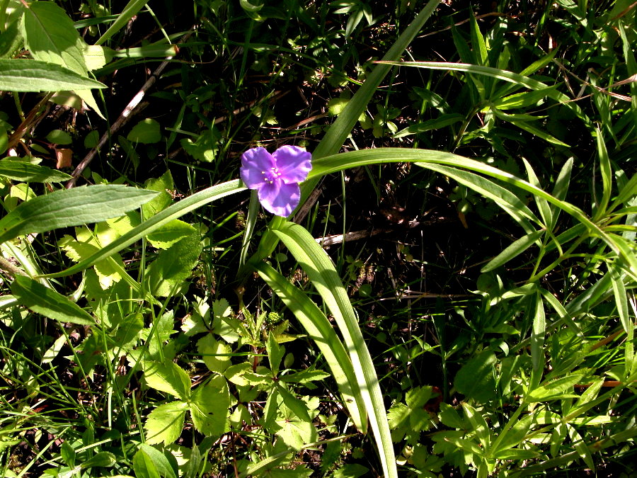 Commelinaceae Tradescantia virginica