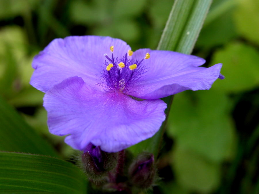Commelinaceae Tradescantia virginica