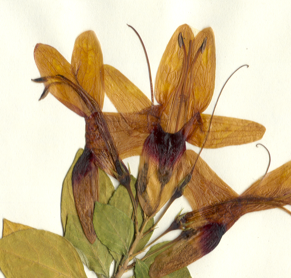 Acanthaceae Ruttya fruticosa