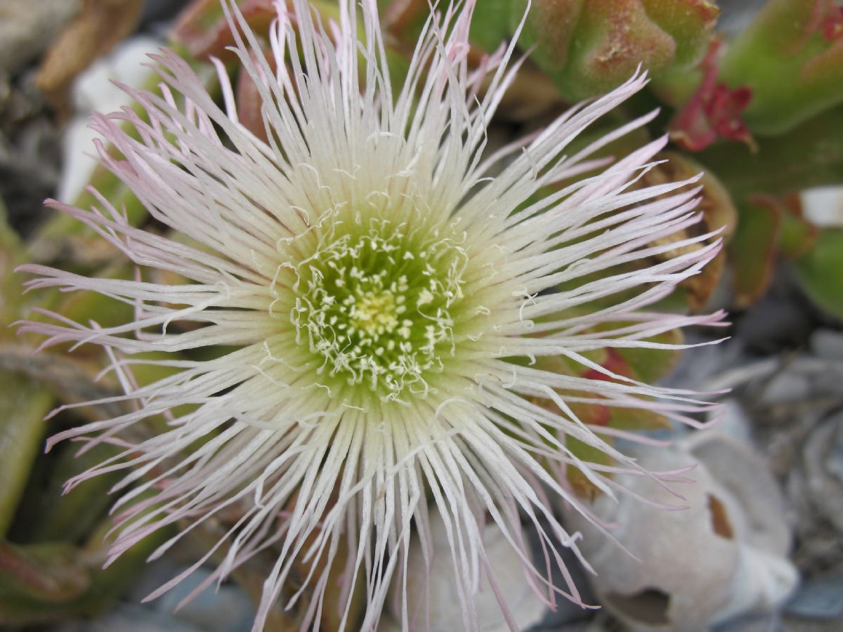 Aizoaceae Mesembryanthemum 