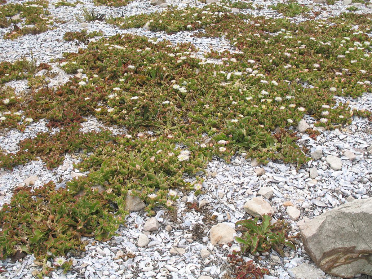 Aizoaceae Mesembryanthemum 