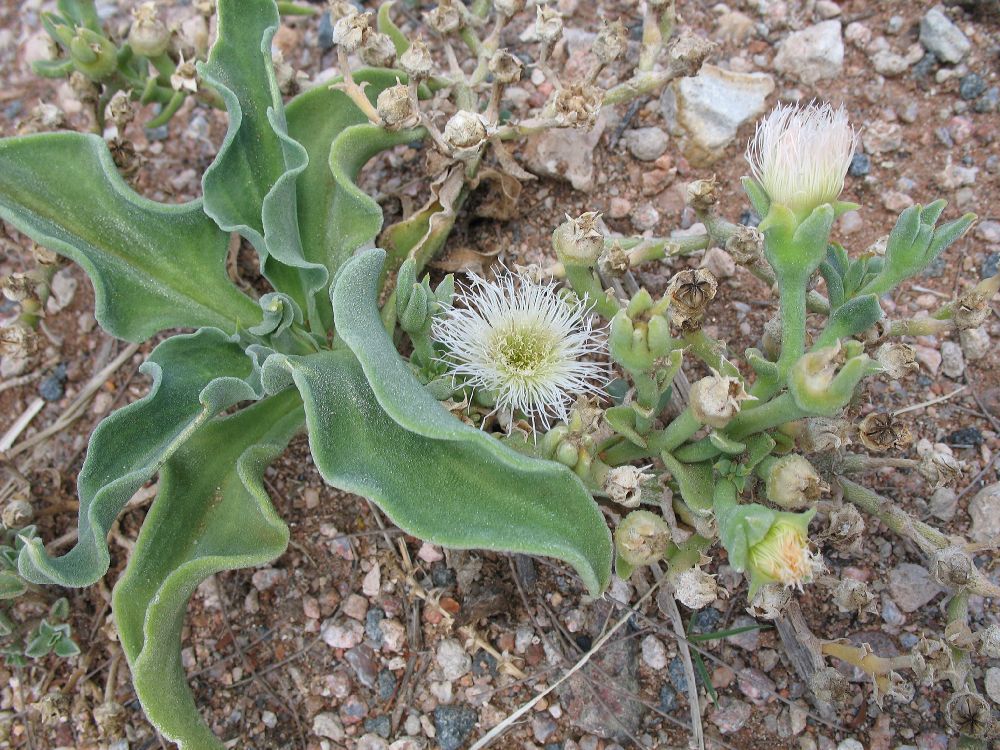 Aizoaceae Mesembryanthemum 