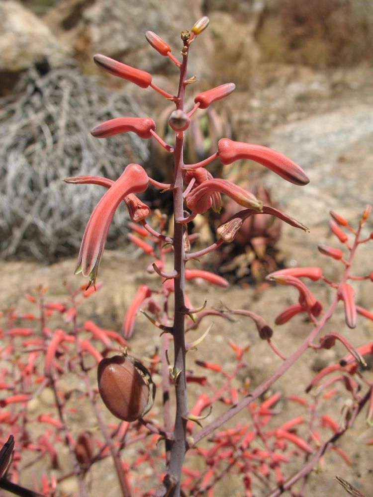 Asphodelaceae Aloe striata