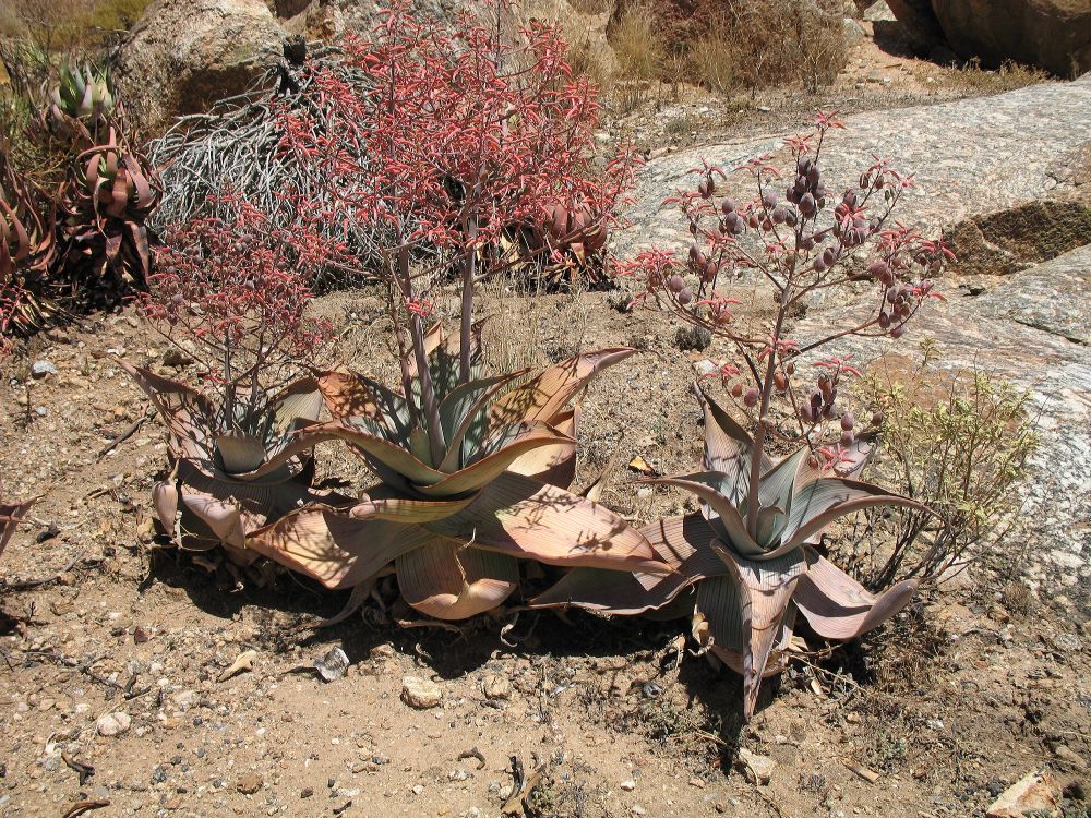 Asphodelaceae Aloe striata