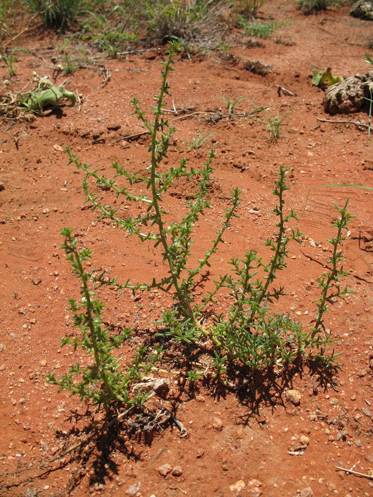 Amaranthaceae Salsola 