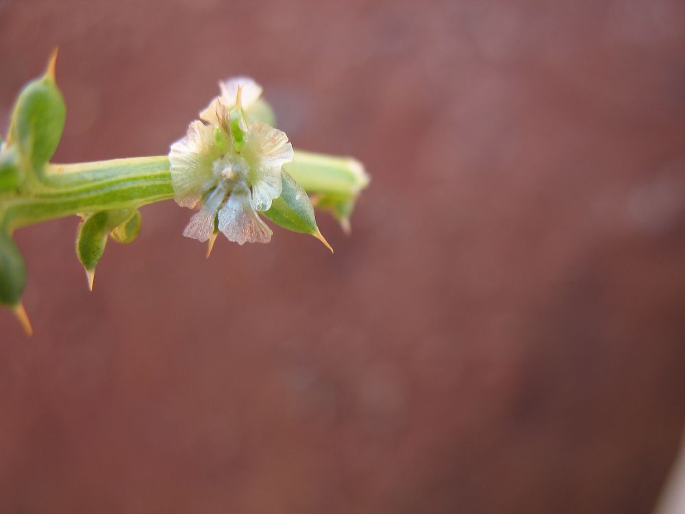 Amaranthaceae Salsola 