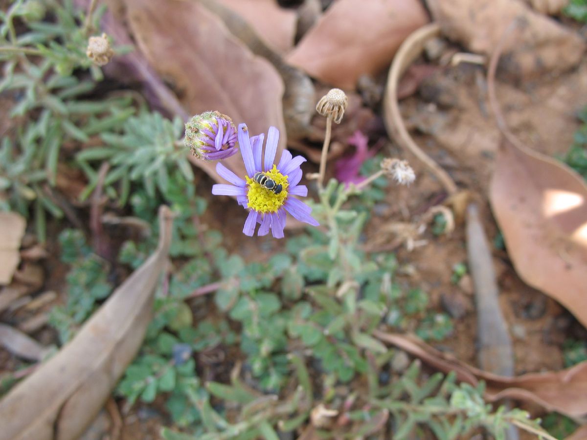 Asteraceae  