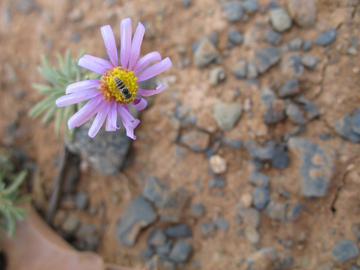 Asteraceae  