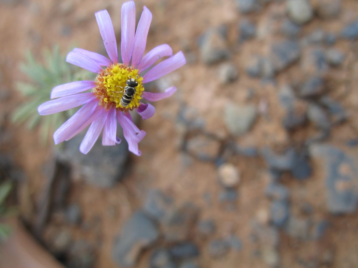 Asteraceae  