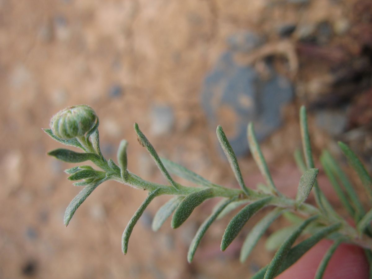 Asteraceae  